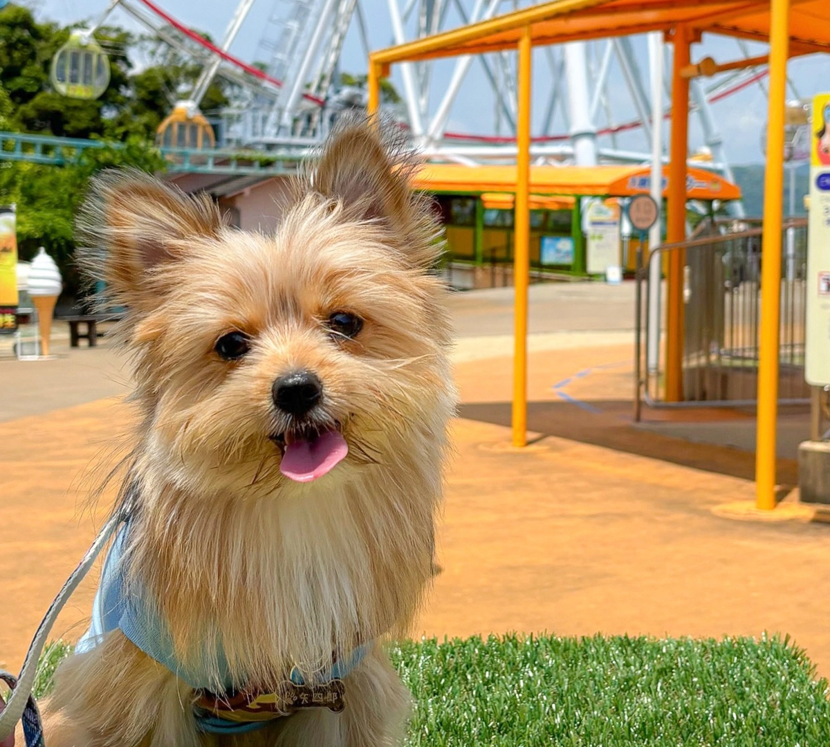 浜名湖パルパルで、わんちゃんと特別な思い出を。<br/>体高50cm未満のわんちゃんなら飼い主さんと一緒に遊べちゃう！ - content image