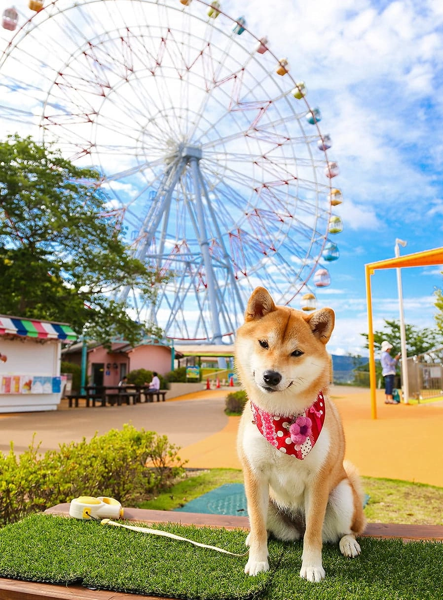 01 わんちゃんと一緒にアトラクションに乗れちゃう!